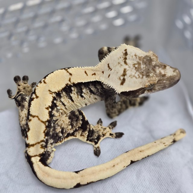 노멀 트라이 드리피 익스트림할리퀸 화이트스팟