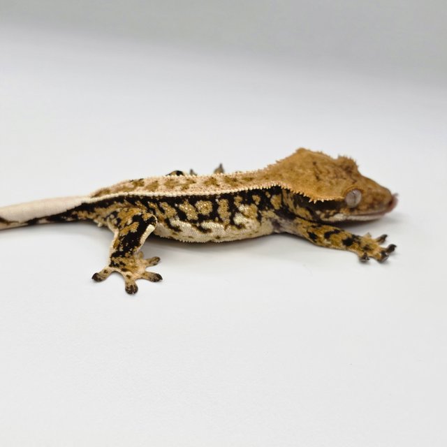 노멀 트라이 드리피 쿼드 화이트스팟 풀핀