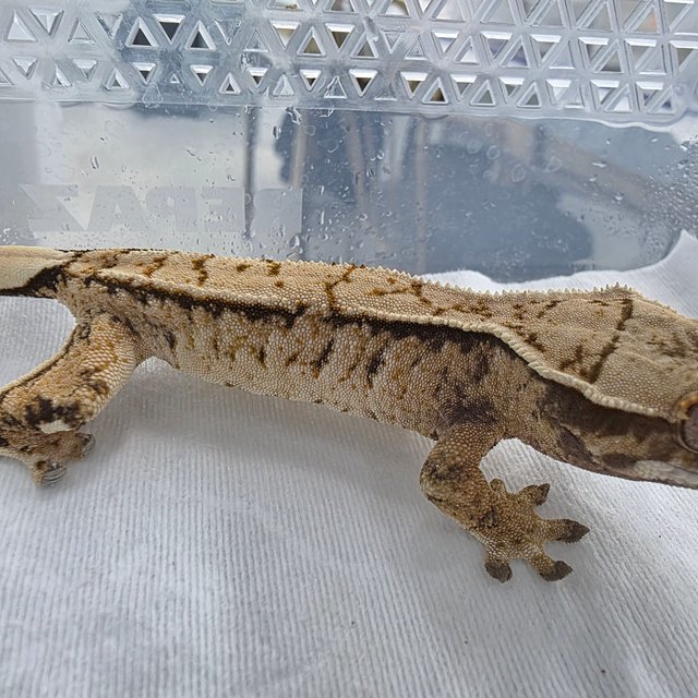 노멀 드리피 풀핀 쿼드 화이트스팟 화이트핀