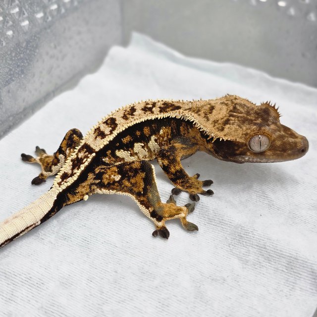 노멀 트라이 쿼드 풀핀 텐저린