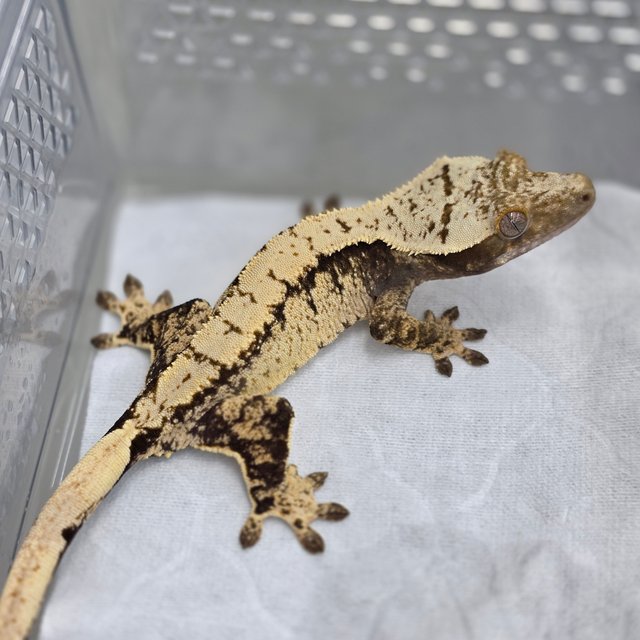 노멀 트라이 드리피 화이트스팟