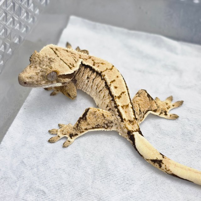 노멀 드리피 풀핀 쿼드 화이트스팟 화이트핀