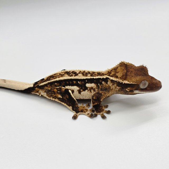 노멀 트라이 쿼드 화이트스팟 화이트핀 화이트크라운