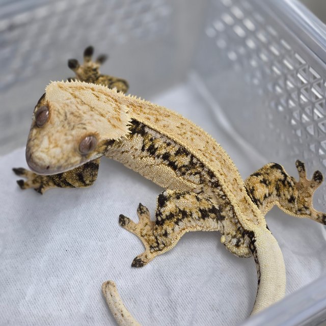 노멀 쿼드 풀핀 화이트스팟 드리피 트라이