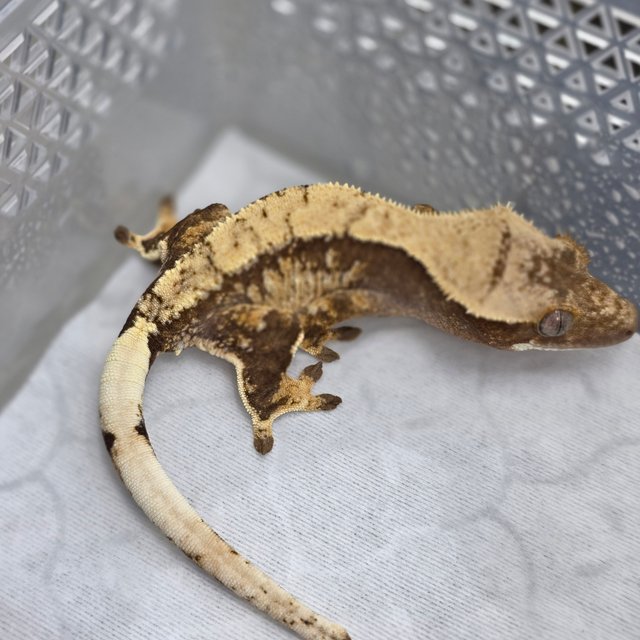 노멀 드리피 쿼드 화이트스팟