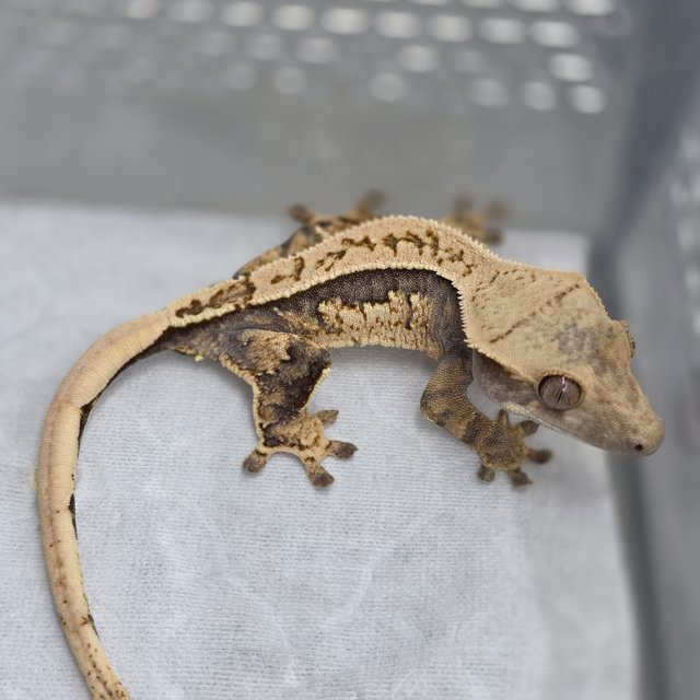 노멀 트라이 드리피 쿼드 풀핀 화이트스팟