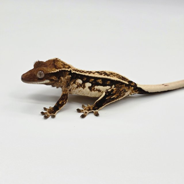 노멀 트라이 쿼드 화이트스팟 화이트핀 화이트크라운