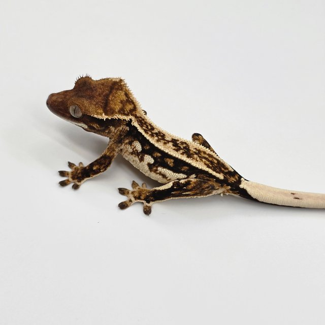 노멀 트라이 쿼드 화이트스팟 화이트핀 화이트크라운