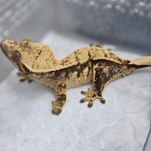 노멀 트라이 드리피 화이트스팟 익스트림할리퀸