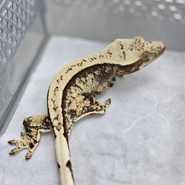 노멀 트라이 드리피 쿼드 풀핀 화이트스팟