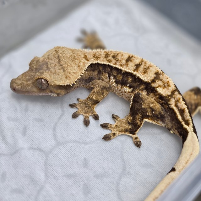 노멀 트라이 드리피 쿼드 화이트스팟 풀핀