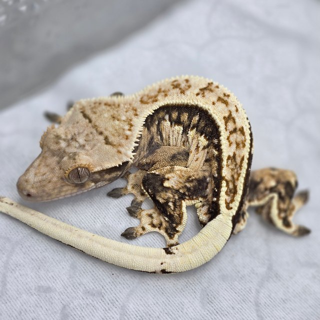 노멀 트라이 쿼드 화이트핀 화이트스팟