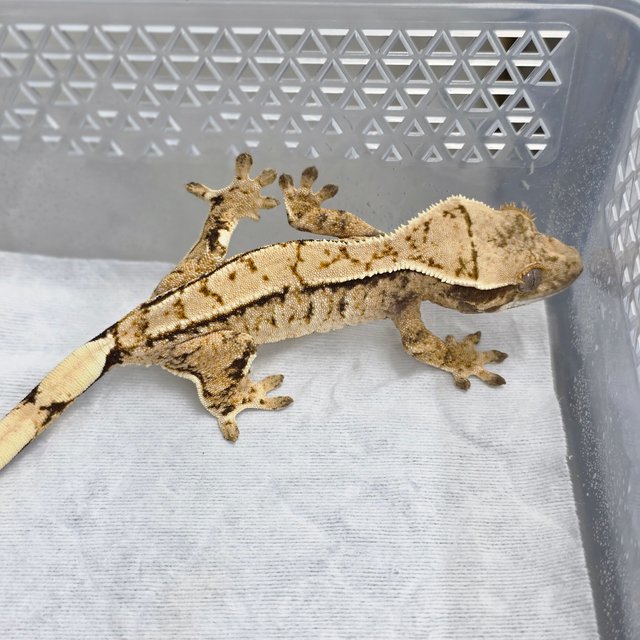 노멀 드리피 풀핀 쿼드 화이트스팟 화이트핀