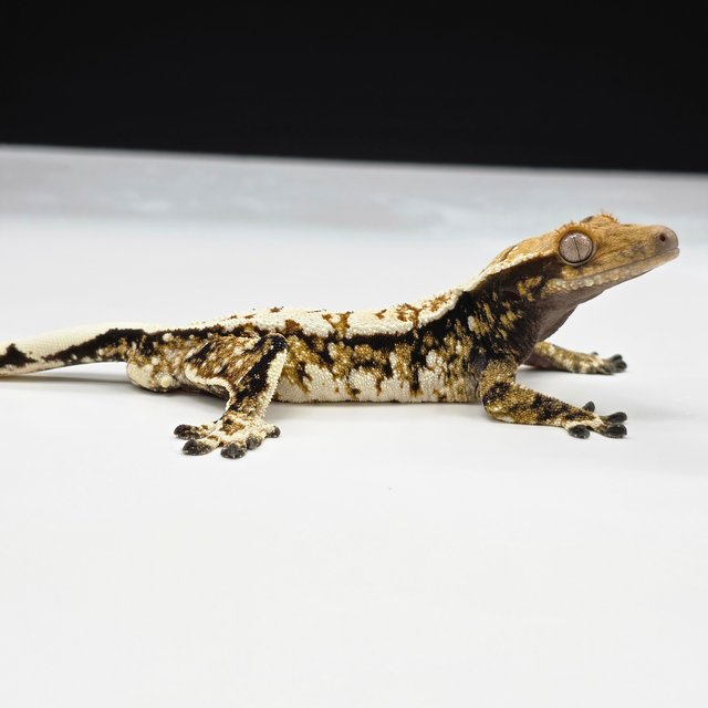 노멀 화이트스팟 화이트핀 화이트크라운 텐저린 쿼드