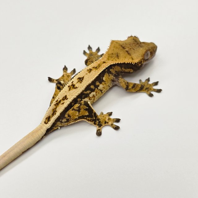 노멀 트라이 쿼드 풀핀 텐저린