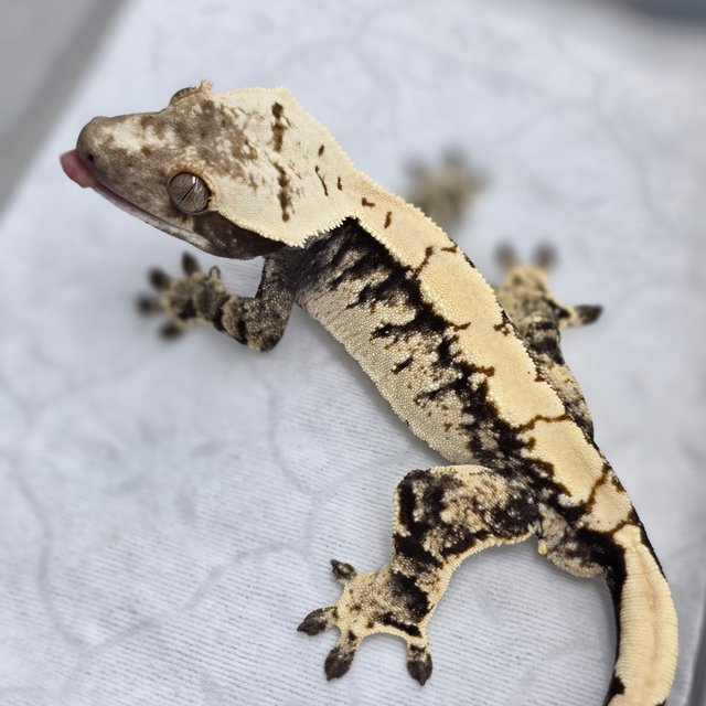 노멀 트라이 드리피 익스트림할리퀸 화이트스팟