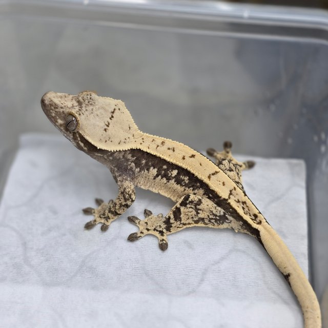 노멀 드리피 화이트스팟 쿼드 풀핀