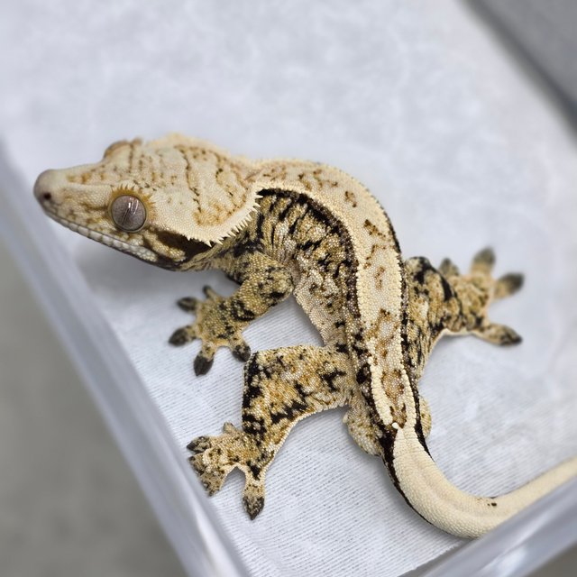 노멀 트라이 드리피 쿼드 화이트스팟