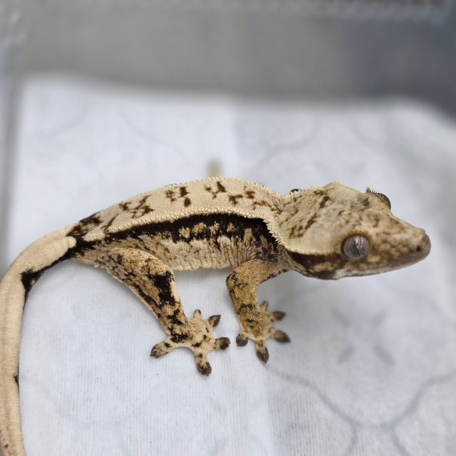 노멀 트라이 드리피 쿼드 화이트스팟