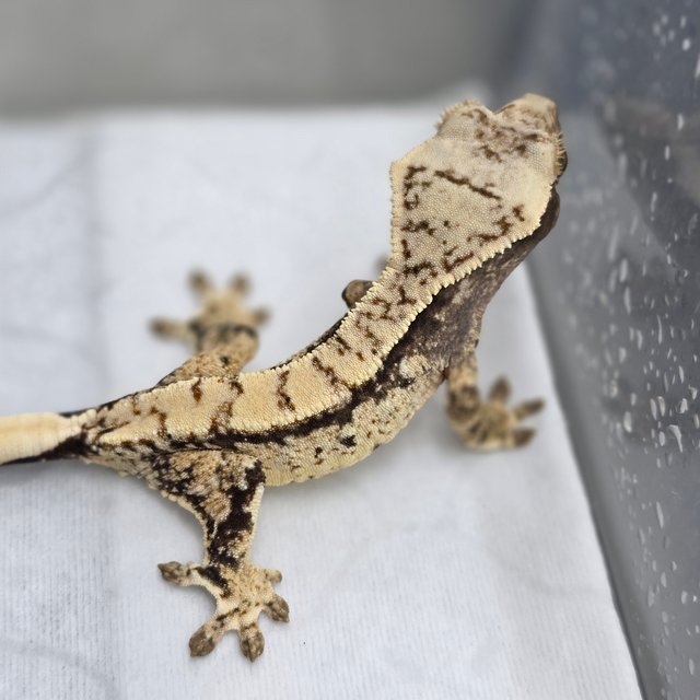 노멀 트라이 드리피 익스트림할리퀸 화이트스팟 화이트