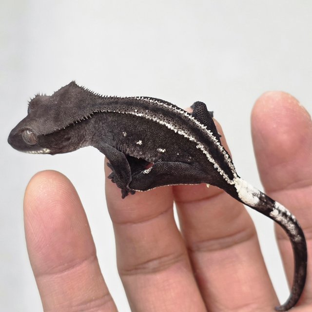 아잔틱 화이트핀 풀핀 슈퍼스트라이프 화이트포트홀