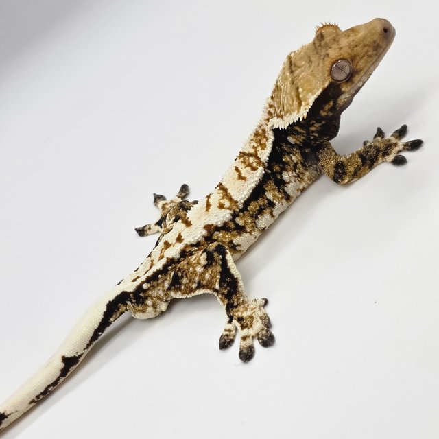 노멀 화이트스팟 화이트핀 화이트크라운 텐저린 쿼드