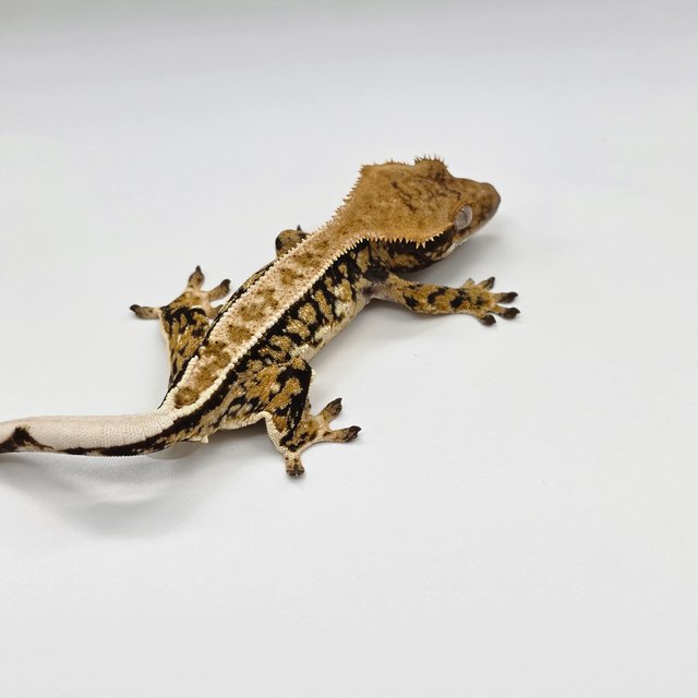 노멀 트라이 드리피 쿼드 화이트스팟 풀핀