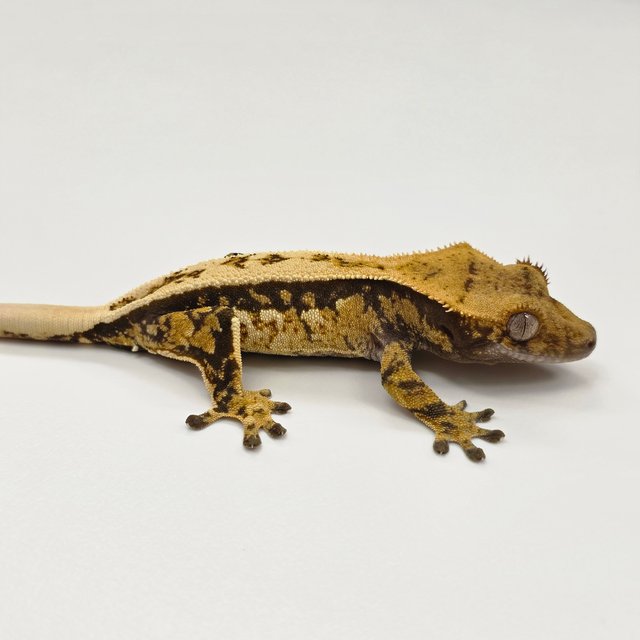 노멀 트라이 쿼드 풀핀 텐저린