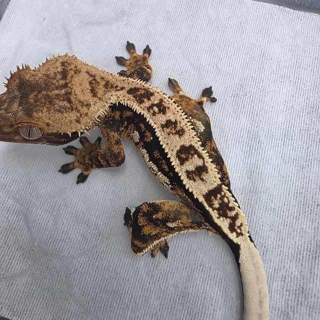 노멀 트라이 쿼드 풀핀 텐저린