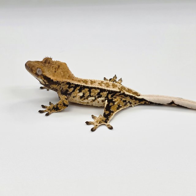 노멀 트라이 드리피 쿼드 화이트스팟 풀핀