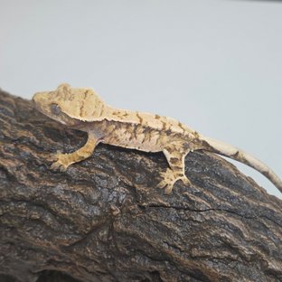 트라이 익스트림할리퀸