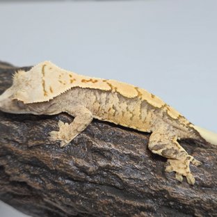 트라이 익스트림할리퀸