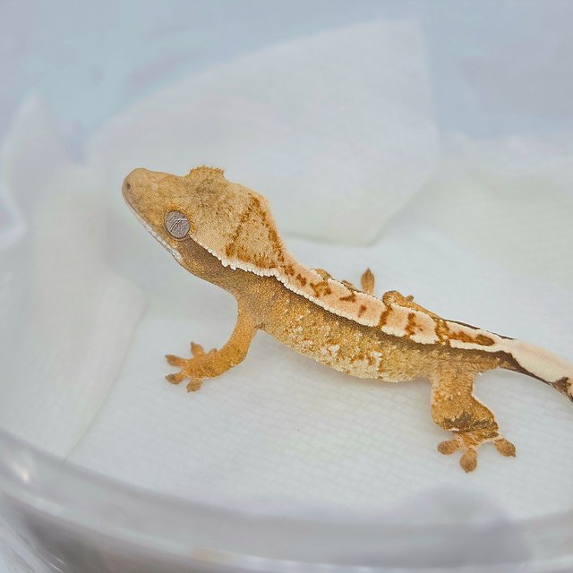 텐저린 트라이 익스트림할리퀸