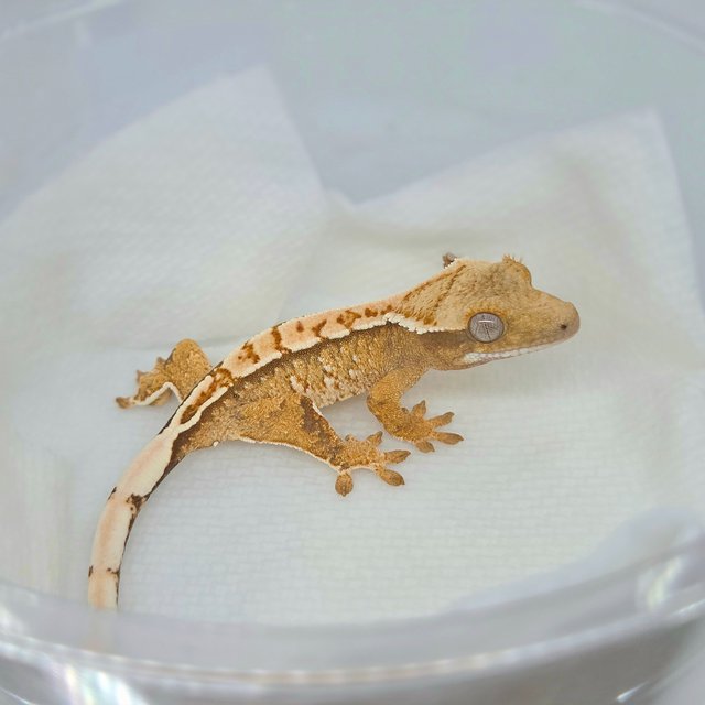 텐저린 트라이 익스트림할리퀸