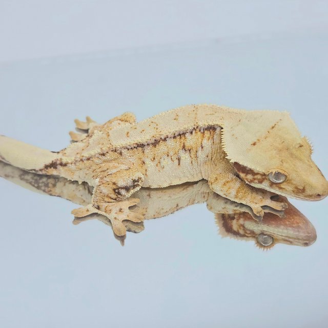 트라이 익스트림할리퀸 화이트스팟