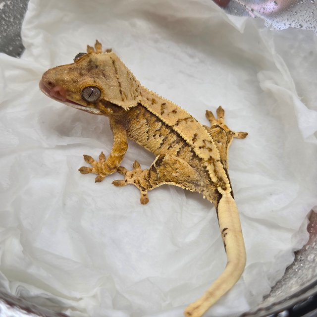 트라이 익스트림할리퀸 화이트스팟 화이트핀