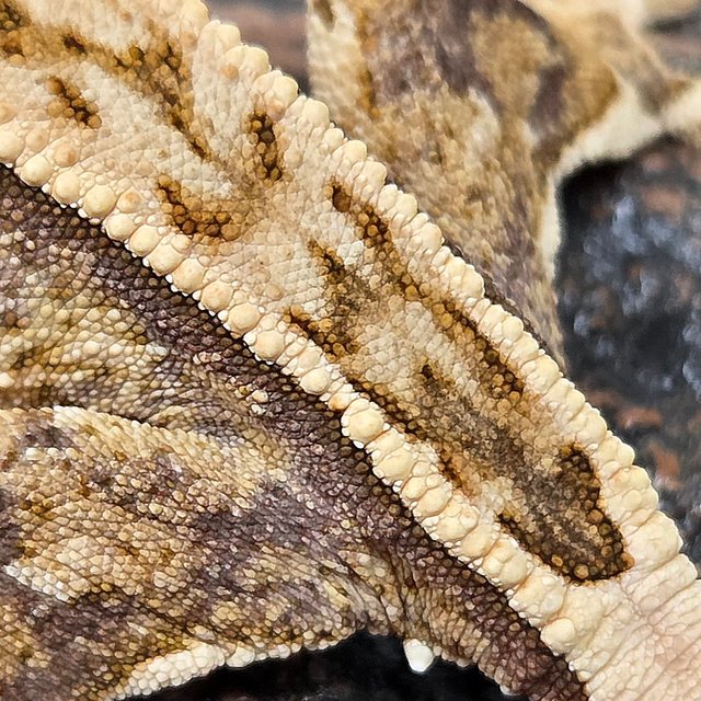 트라이 쿼드 핀스트라이프 화이트스팟 화이트핀