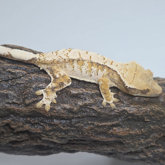 옐로우 트라이 익스트림할리퀸 화이트스팟 화이트포트홀