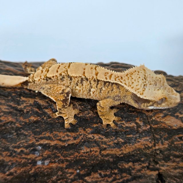 트라이 익스트림할리퀸 화이트스팟