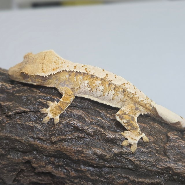 옐로우 트라이 익스트림할리퀸 화이트스팟 화이트포트홀