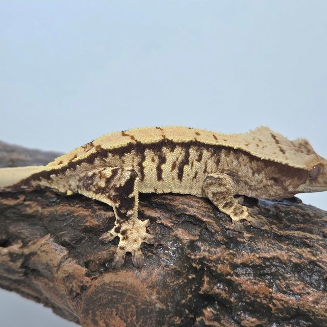 트라이 익스트림할리퀸