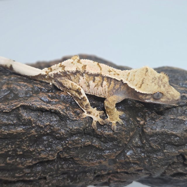 트라이 익스트림할리퀸