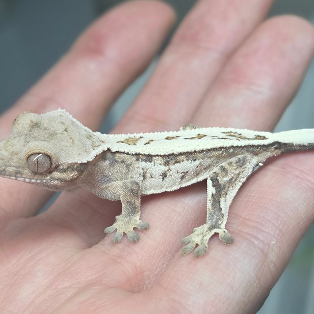 풀핀 쿼드 세이블