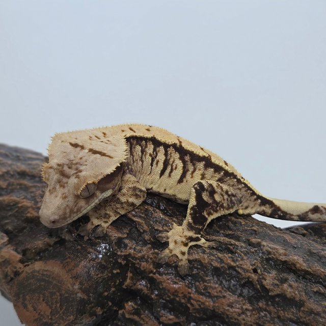 트라이 익스트림할리퀸