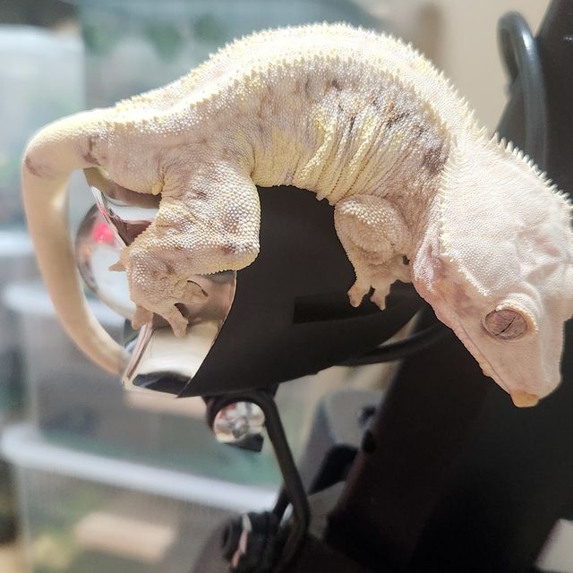 릴리화이트 트라이