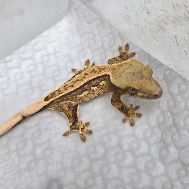 트라이 쿼드 핀스트라이프 화이트스팟 화이트핀