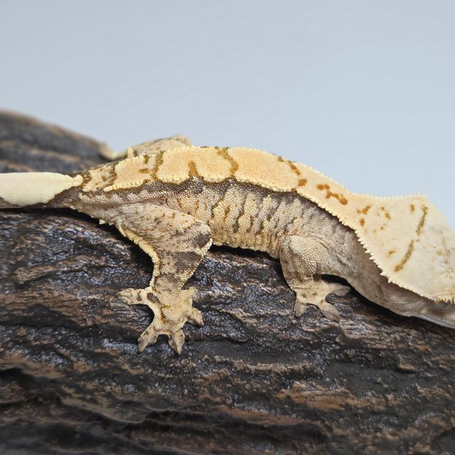 트라이 익스트림할리퀸