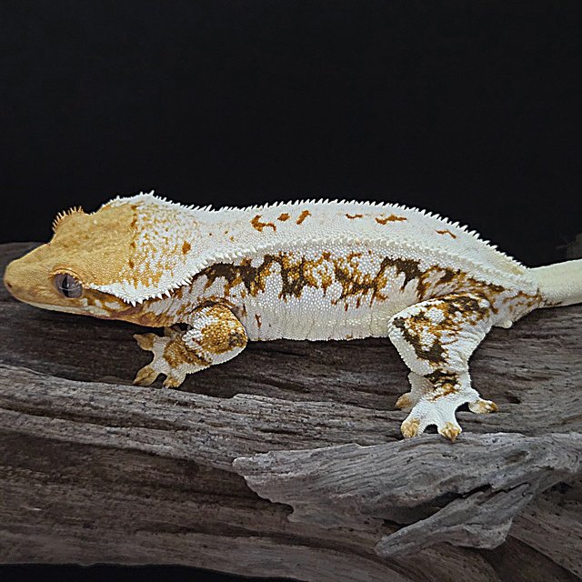 트라이 릴리화이트