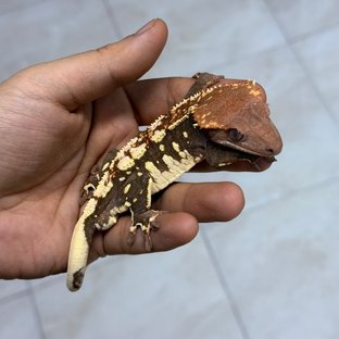 초초 (부)