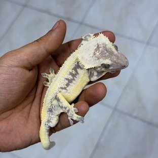 릴잔틱 (부)